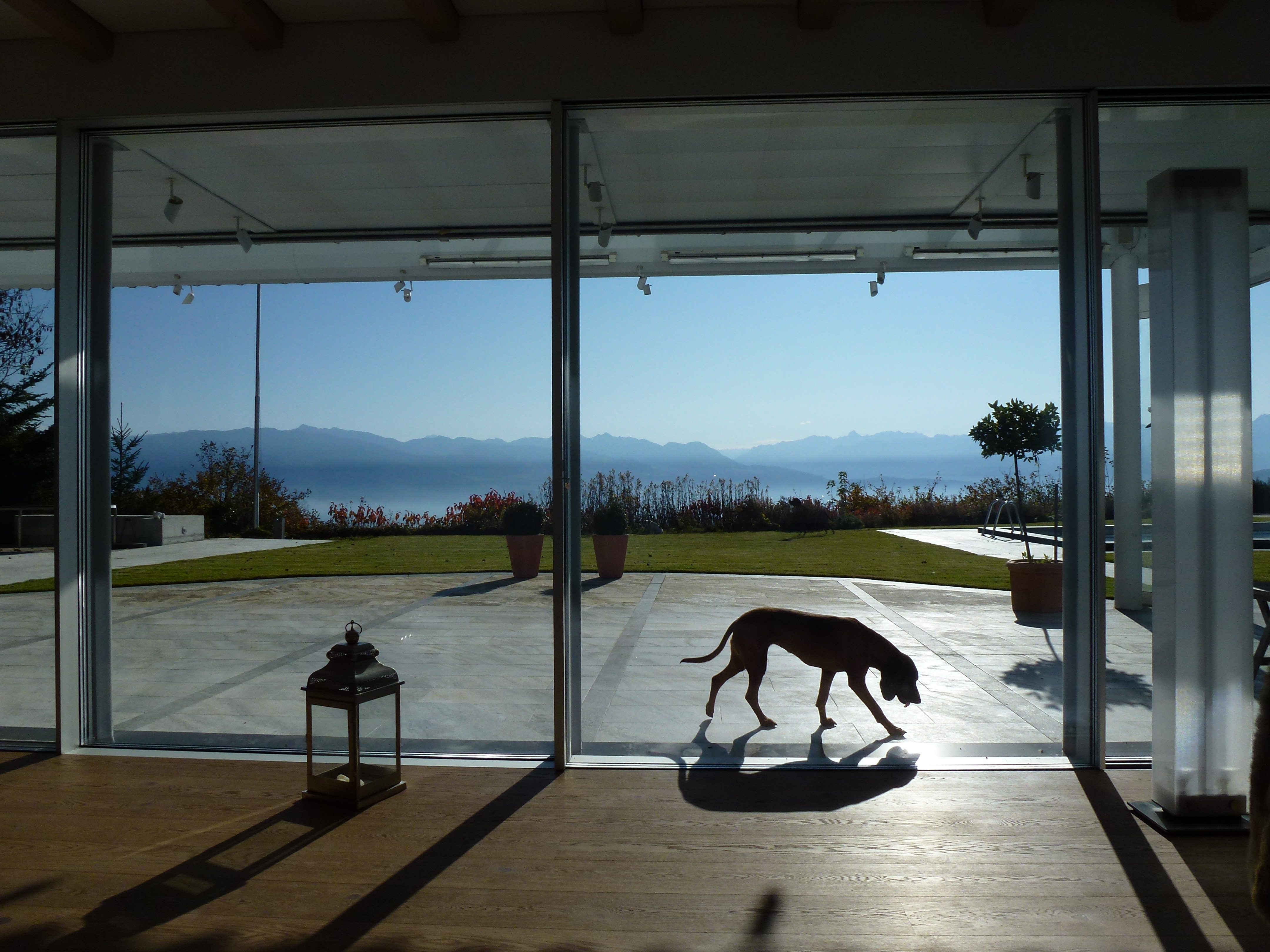 Sky-Frame Ansicht von innen mit Hund